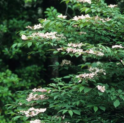 Viburnum plicatum f. tomentosum Pink Beauty