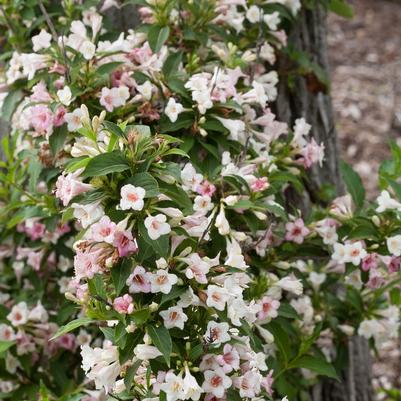 weigela florida Sonic Bloom&reg; Pearl