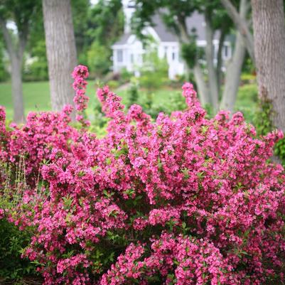 Weigela florida Sonic Bloom&reg; Pink