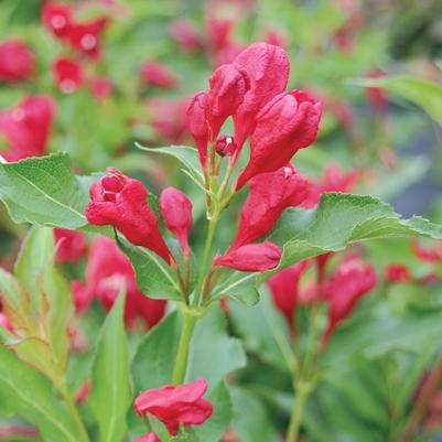 Weigela florida Sonic Bloom&reg; Red