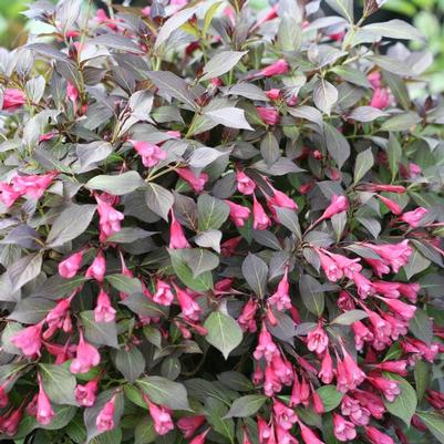 Weigela florida Midnight Wine Shine&reg;