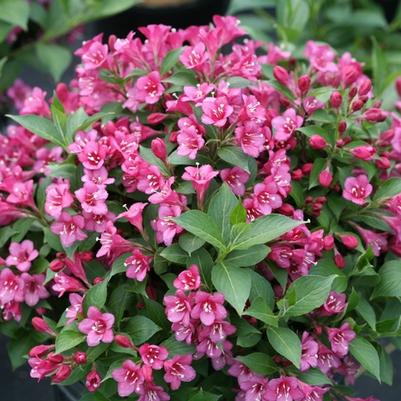 Weigela florida Snippet&reg; Dark Pink