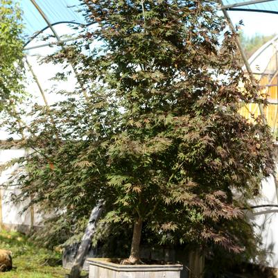 Acer palmatum Sherwood Flame