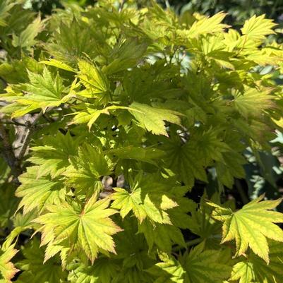 Acer shirasawanum Aureum