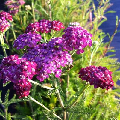 Achillea millefolium Cerise Queen (Kirschkonigin)