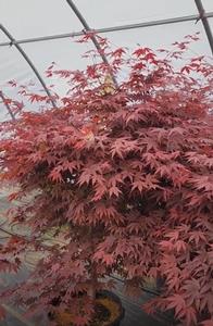 Acer palmatum Fireglow