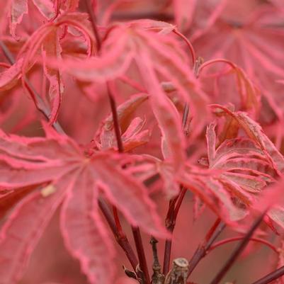 Acer palmatum Geisha Gone Wild