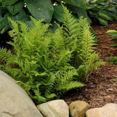 Athyrium filix-femina Lady in Red