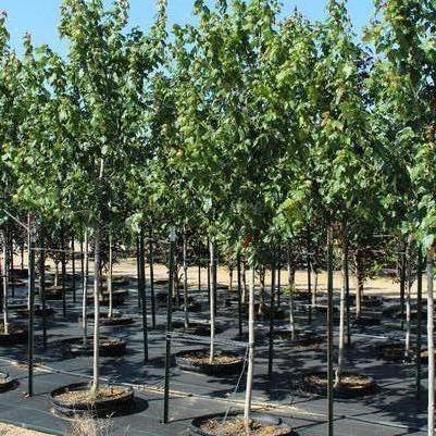 Acer rubrum Red Sunset&reg;