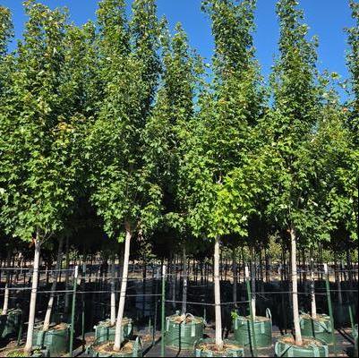 Acer rubrum Redpointe&reg;