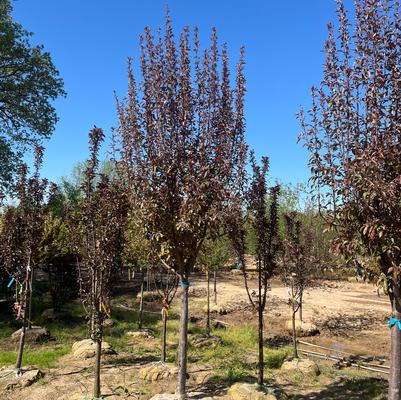 Malus Velvet Pillar