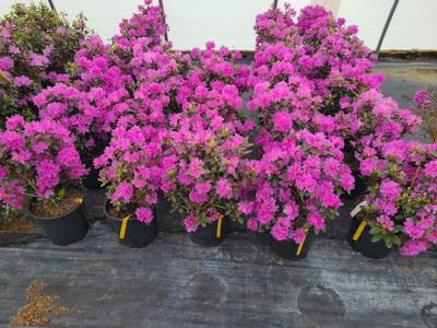 Rhododendron PJM Elite Star