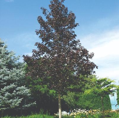 Acer truncatum x platanoides Crimson Sunset&reg;