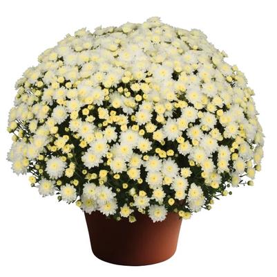 Chrysanthemum x morifolium Chelsey&trade; White 