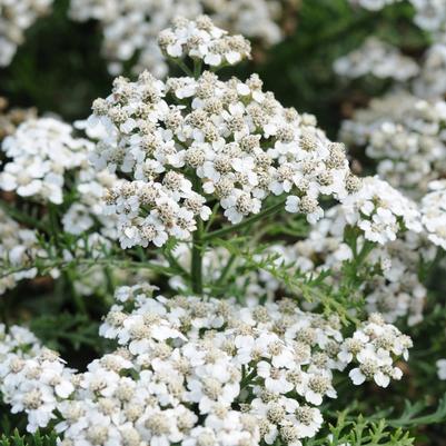 Achillea millefolium New Vintage&trade; White