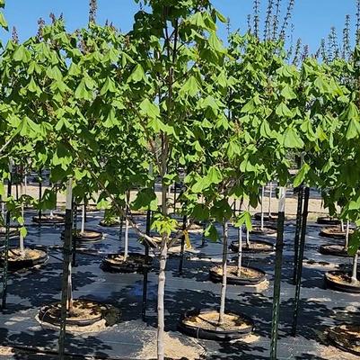 Aesculus x carnea Ft. McNair