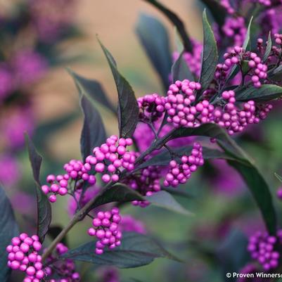 Callicarpa Pearl Glam&reg;