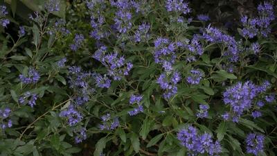Caryopteris x clandonensis Beyond Midnight&reg;