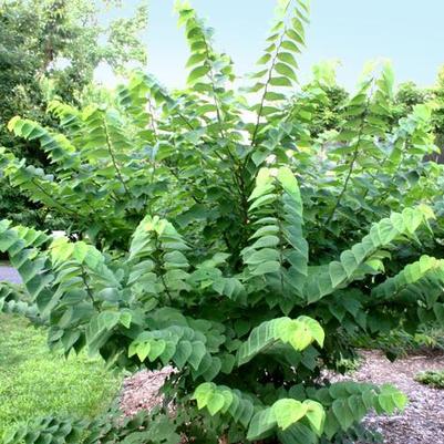 Cercis canadensis Ace of Hearts