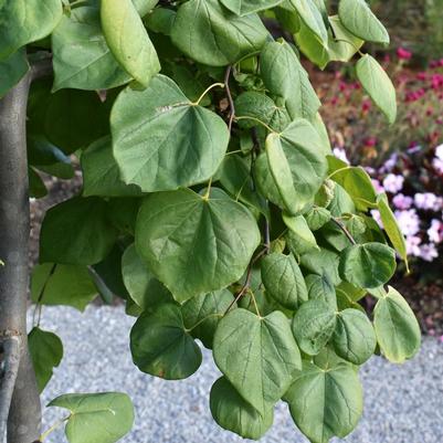 Cercis canadensis Golden Falls&reg;