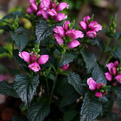 Chelone obliqua Tiny Tortuga