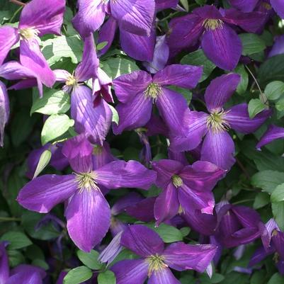 Clematis Happy Jack&reg; Purple