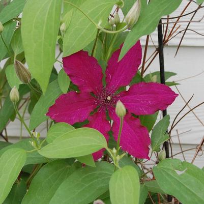 Clematis Niobe