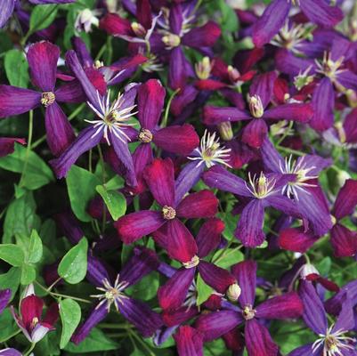 Clematis Sweet Summer Love