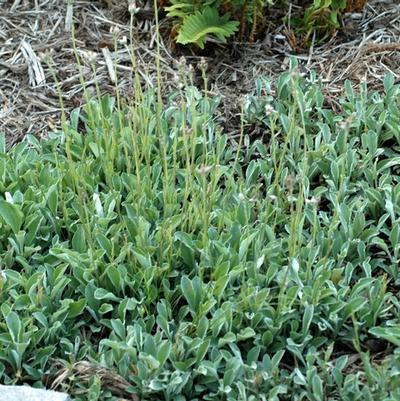 Antennaria plantaginifolia 