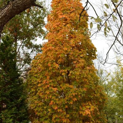 Acer saccharum Apollo&reg;