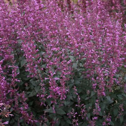 Agastache Meant to Bee&trade; Royal Raspberry