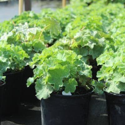 Alchemilla mollis Thriller