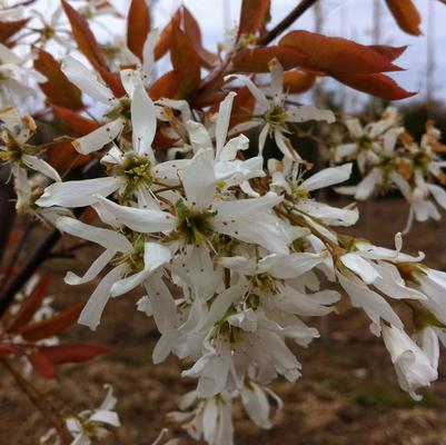 Amelanchier laevis Spring Flurry&reg;