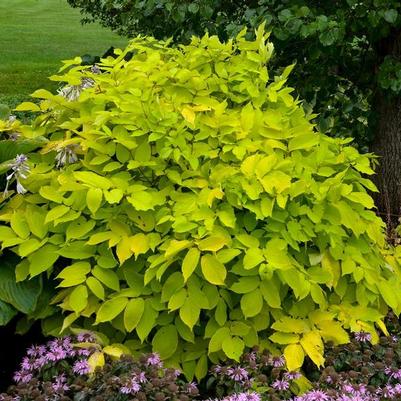 Aralia cordata Sun King