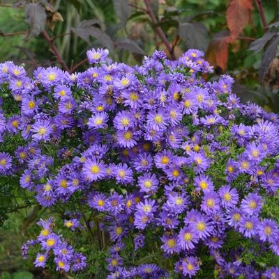 Aster Kickin&reg; Lilac Blue