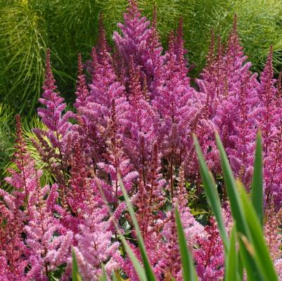 Astilbe chinensis Maggie Daley