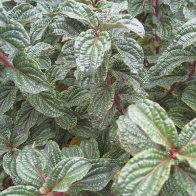 Cornus stolonifera Pucker Up!&reg;
