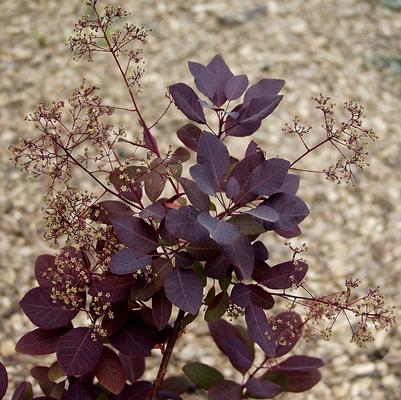 Cotinus coggygria Purple Supreme