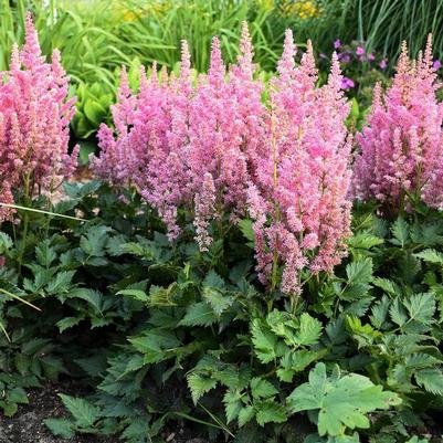 Astilbe chinensis Little Vision in Pink