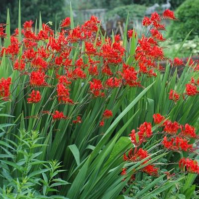 Crocosmia aurea Lucifer