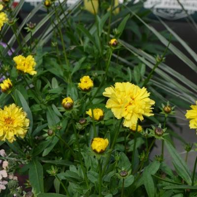 Coreopsis Leading Lady Charlize