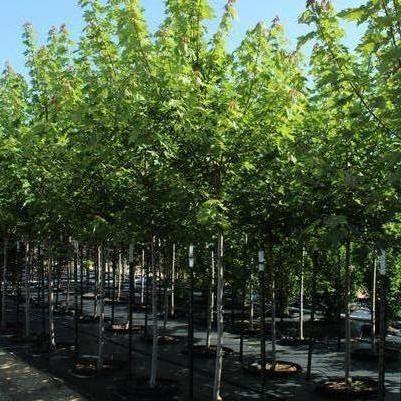 Acer x freemanii Autumn Blaze&reg;