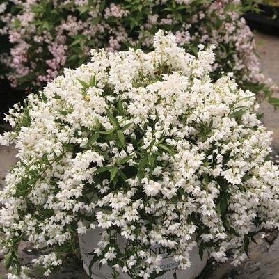 Deutzia Yuki Snowflake&reg;