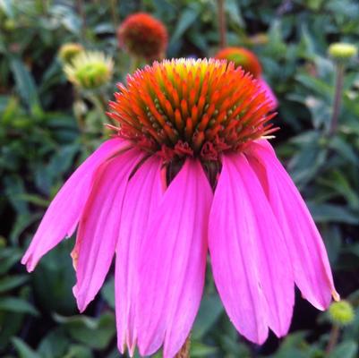 Echinacea purpurea Kim's Knee High