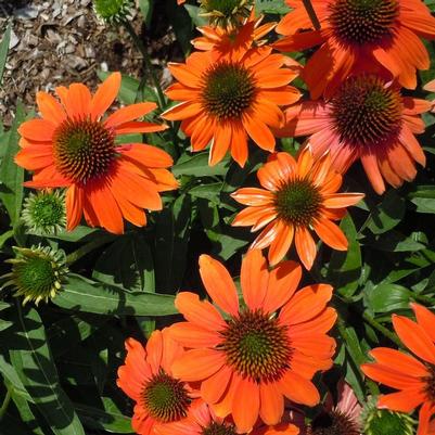 Echinacea Artisan&trade; Soft Orange