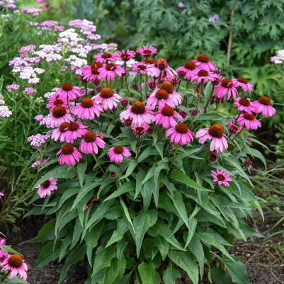 Echinacea Color Coded&reg; The Fuchsia is Bright
