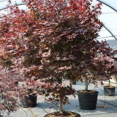 Acer palmatum var. atropurpureum Bloodgood