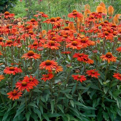 Echinacea Kismet&reg; Intense Orange