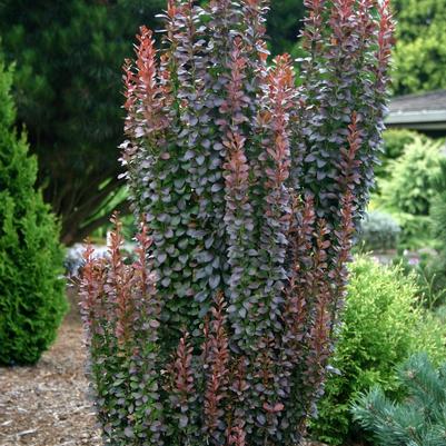 Berberis thunbergii Helmond Pillar