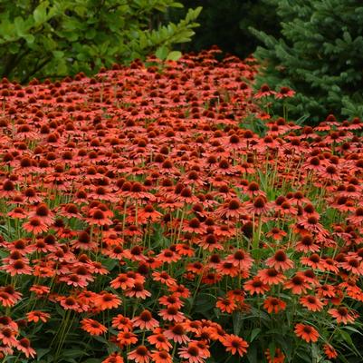 Echinacea Sombrero&reg; Flamenco Orange